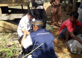 Gawat, Cacar Mulut Serang Kabupaten Sidrap, 29 Kambing Mati Mendadak