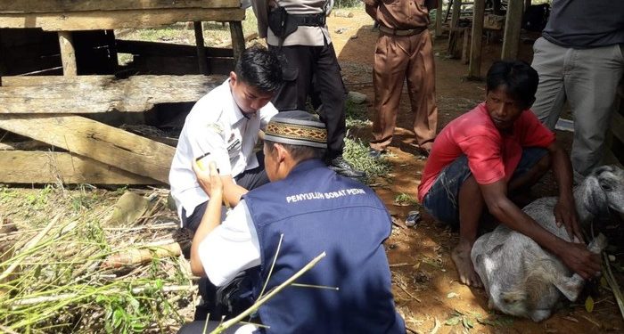 Gawat, Cacar Mulut Serang Kabupaten Sidrap, 29 Kambing Mati Mendadak