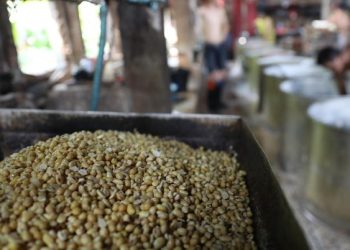 Stok Kedelai Beneran Tipis? Begini Kata Kepala Badan Pangan