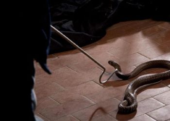 5 Cara Ampuh Mencegah Ular Masuk Rumah, Bisa Pakai Bawang