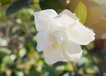 7 Manfaat Bunga Kaca Piring bagi Kesehatan, Bisa Turunkan Demam