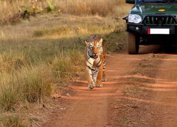 Taman Safari Hutan Terbesar di Luar Afrika Akan Dikembangkan Di Haryana