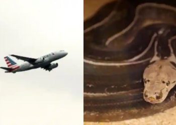 Penumpang United Airlines menemukan ular di bawah kakinya setelah mendarat di Bandara Newark