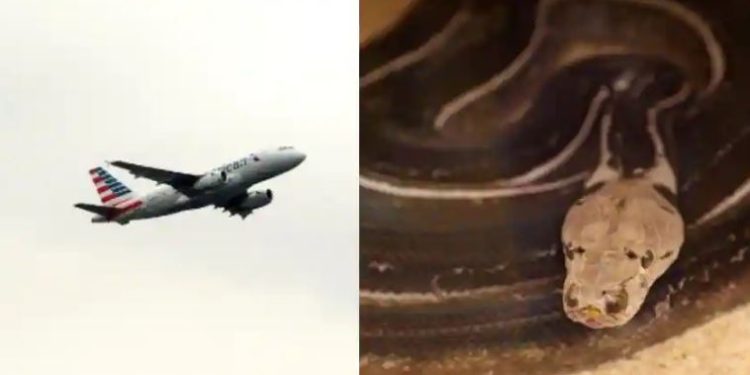 Penumpang United Airlines menemukan ular di bawah kakinya setelah mendarat di Bandara Newark