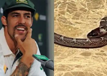 Mantan pemain kriket Australia Mitchell Johnson menemukan ular di kamar hotelnya di India