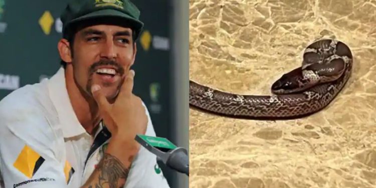 Mantan pemain kriket Australia Mitchell Johnson menemukan ular di kamar hotelnya di India