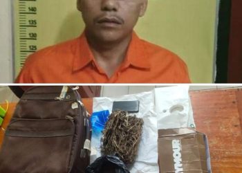 Simpan Daun Ganja Kering di Kotak Sepatu, Pemuda Ini di Ringkus Polsek Tapung