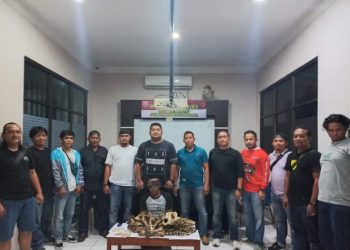 Nyamar Jadi Pembeli, Polres Inhu Tangkap Pelaku Penjual Tulang Harimau Sumatra