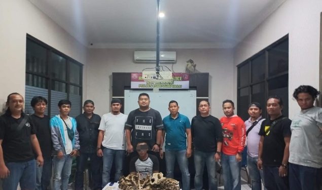 Nyamar Jadi Pembeli, Polres Inhu Tangkap Pelaku Penjual Tulang Harimau Sumatra