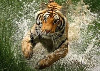 Diserang Harimau, Warga di Pelalawan Alami Luka di Kepala