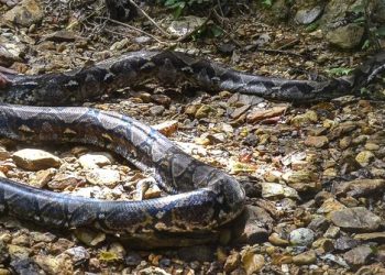Menyedihkan, Tubuh Petani Karet di Jambi Ditemukan Dalam Perut Piton Tujuh Meter