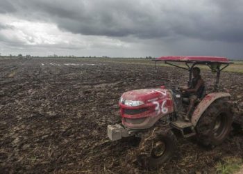 Greenpeace Sebut Proyek Food Estate Akan Gunduli Hutan 3 Juta Hektare