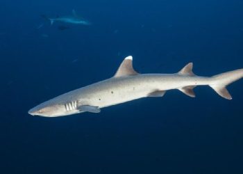 Wanita AS Digigit Hiu Saat Berenang di Laut