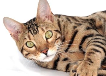 Daftar Ras Kucing Termahal di Dunia, Ada Anabul Anda?