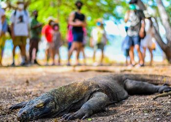 Rencana Kenaikan Tarif Taman Komodo Bisa Opsional, Bukan Wajib: Menteri