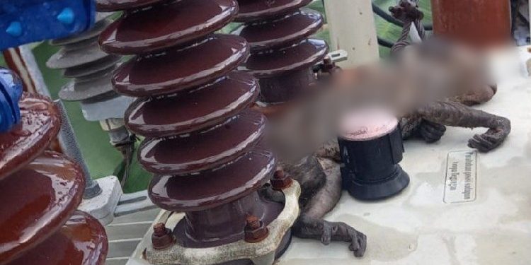 Ulah Monyet Nakal, Bikin Listrik Padam di Pulau Bintan