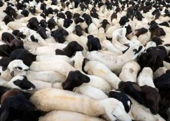 Negara-negara melewatkan pertimbangan serius atas emisi dari peternakan, industri daging