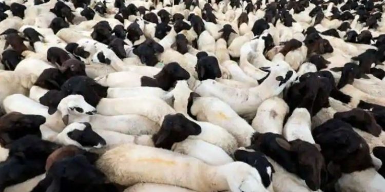 Negara-negara melewatkan pertimbangan serius atas emisi dari peternakan, industri daging