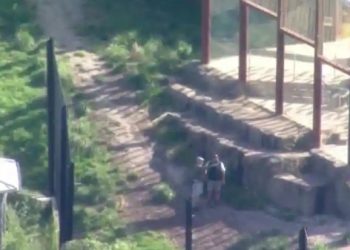 Ketakutan di pagi hari di kebun binatang Sydney setelah 5 singa melarikan diri dari kandang