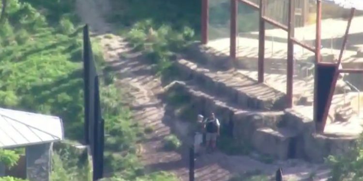 Ketakutan di pagi hari di kebun binatang Sydney setelah 5 singa melarikan diri dari kandang