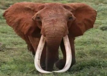 Dida, gading betina ‘terbesar’ di Afrika, mati di Kenya