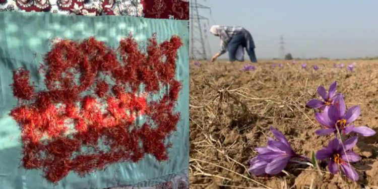 Panen saffron di wilayah Kashmir, petani senang dengan produksi melimpah