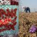 Panen saffron di wilayah Kashmir, petani senang dengan produksi melimpah