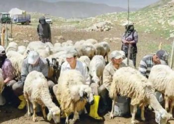 Taliban akan mengirim 15.000 warga Afghanistan untuk menggembalakan ternak di negara-negara Asia Barat