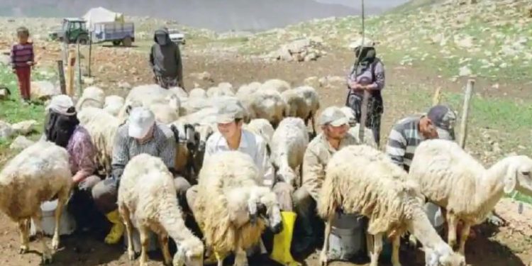 Taliban akan mengirim 15.000 warga Afghanistan untuk menggembalakan ternak di negara-negara Asia Barat