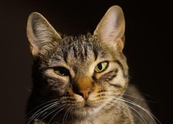 Flossie yang Manis, Si Kucing Tertua di Dunia