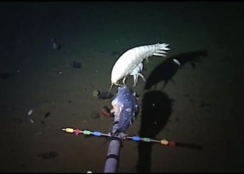 Mengapa Ikan Aneh Banyak di Laut Dalam?