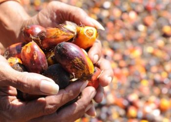 Kerugian Capai Rp 2,7 Miliar, Warga Aceh Tergiur Investasi Sawit Bodong