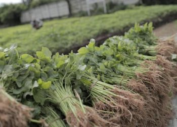 Termasuk Bayam, Ini 5 Sayuran yang Bikin Asam Urat Kambuh