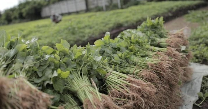 Termasuk Bayam, Ini 5 Sayuran yang Bikin Asam Urat Kambuh
