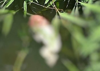 Warga Bogor Temukan Mayat Janin Bayi yang Mengambang di Rawa