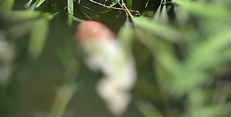 Warga Bogor Temukan Mayat Janin Bayi yang Mengambang di Rawa