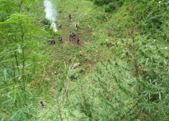 11 Hektare Ladang Ganja Ditemukan di Madina Sumatera Utara
