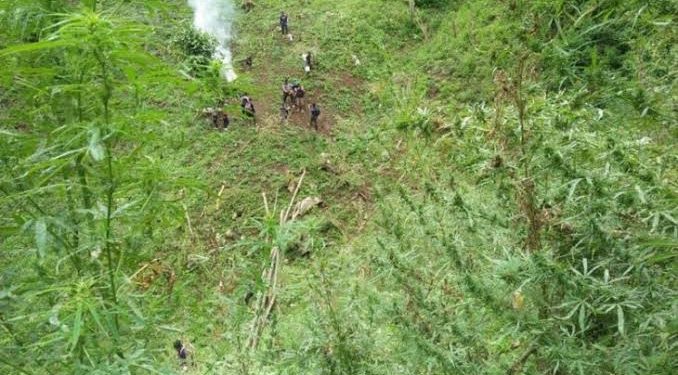 11 Hektare Ladang Ganja Ditemukan di Madina Sumatera Utara