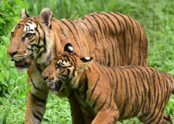 Harimau Kembali Terkam Warga di Siak, Korban Tewas