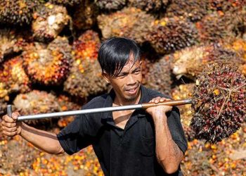Sawit Watch Ajukan Banding Atas Kekeliruan PTUN Jakarta Terkait Perkara Kelangkaan Minyak Goreng