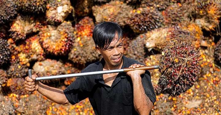 Sawit Watch Ajukan Banding Atas Kekeliruan PTUN Jakarta Terkait Perkara Kelangkaan Minyak Goreng