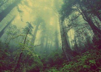 Anggota Klub Motor Hilang di Hutan Banjalaweh, Begini Kronologinya