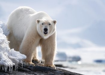 Tragis! Seekor Beruang Kutub Membunuh Wanita dan Anak Laki-Laki