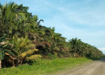 DLHK Aceh Temukan 17 Hektar Lahan Sawit Masuk Kawasan Hutan Negara