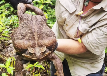Katak Tebu Seberat 2,7 Kg Ini, Ditemukan Di Australia, Mungkin Yang Terbesar di Dunia