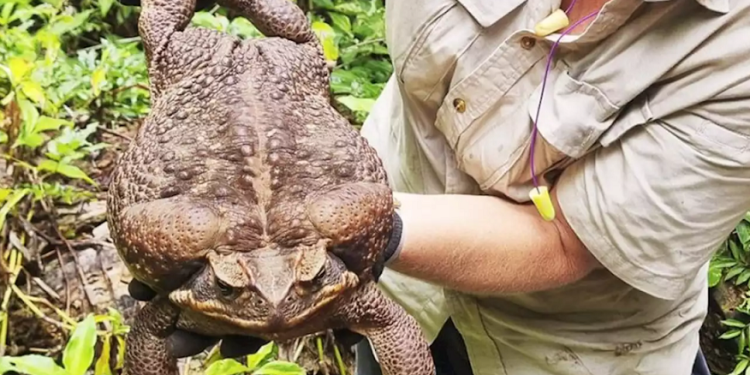 Katak Tebu Seberat 2,7 Kg Ini, Ditemukan Di Australia, Mungkin Yang Terbesar di Dunia