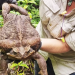 Katak Tebu Seberat 2,7 Kg Ini, Ditemukan Di Australia, Mungkin Yang Terbesar di Dunia