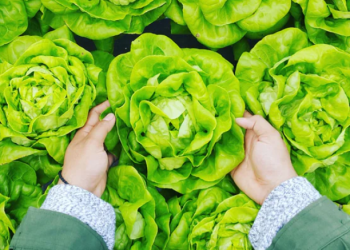 Studi Terbaru, Kotoran Manusia Bisa Menumbuhkan Sayuran