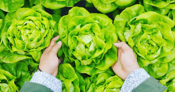 Studi Terbaru, Kotoran Manusia Bisa Menumbuhkan Sayuran