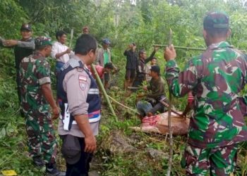 Marak, 25 Kerbau Warga Sumba Tengah Dicuri dari Kandang